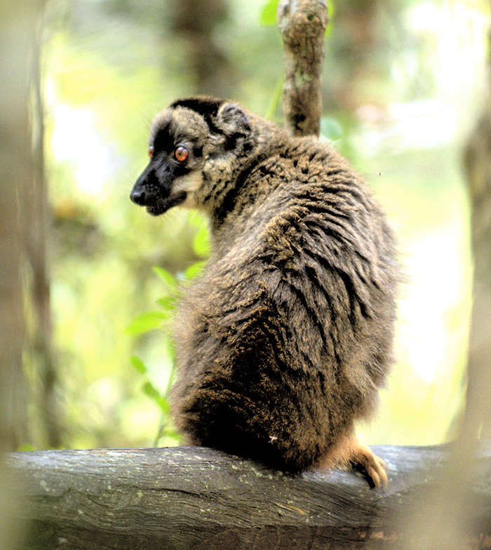 Brown bamboo lemur